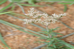 Polycarpaea corymbosa